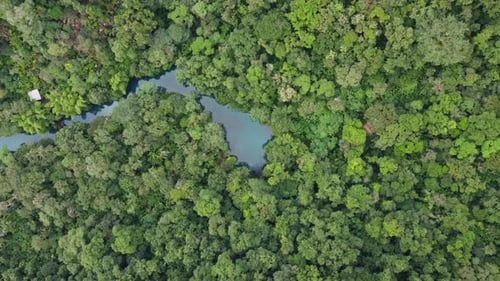 Aerial view of tropical forest Aerial view of tropical trees. The forest extends into the sea. Dens