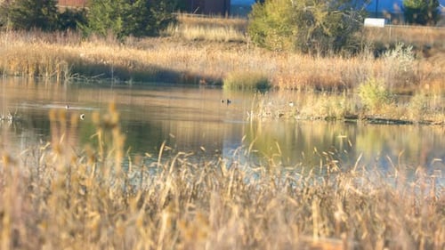 Ponds in Colorado, Wildlife Scene in Colorado, Wild Birds of Colorado