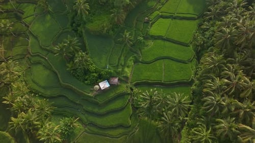 Aerial view of vibrant rice fields and palm trees, Bali.