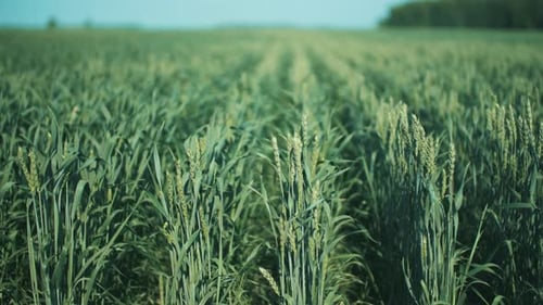 Des épis de blé verts dans les champs