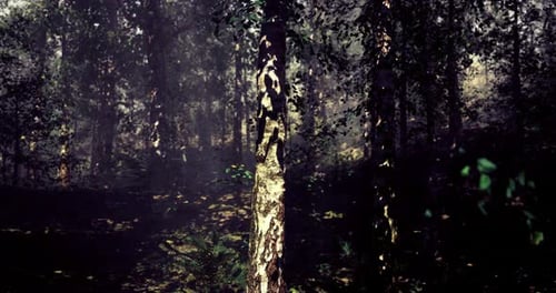 La lumière filtrée à travers les arbres crée une atmosphère sereine dans une forêt