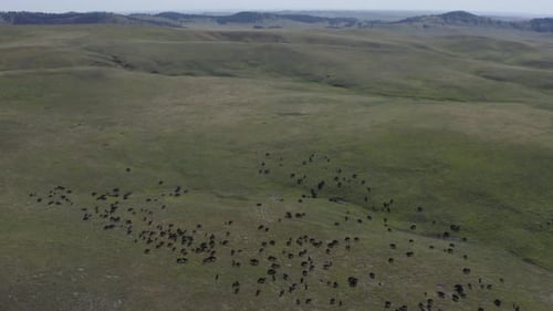 Drone Flying Over Buffalo At Yellowstone National Park Mountains