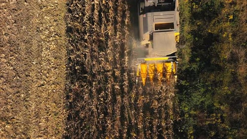Corn Harvesting Aerial - 4K