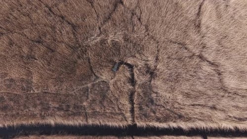 Top down aerial view of a natural wetland covered with dense golden reeds. Dark water patches