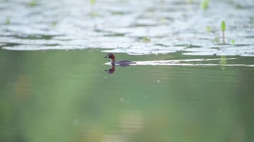 Little Grebe (Tachybaptus ruficollis) in Wetland