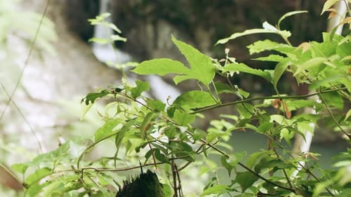 Small Australian Waterfall in Rainforest Dense Shaded Green Treebed During Daytime. Closeup
