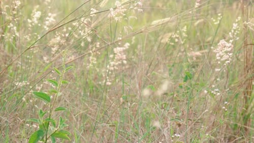 white grass flowers among the dry grass