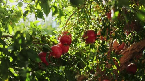 Ripe Pomegranate Growing on Tree Branches