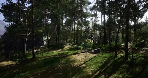 Sunlight Pouring Through Trees in a Tranquil Forest Clearing During Afternoon
