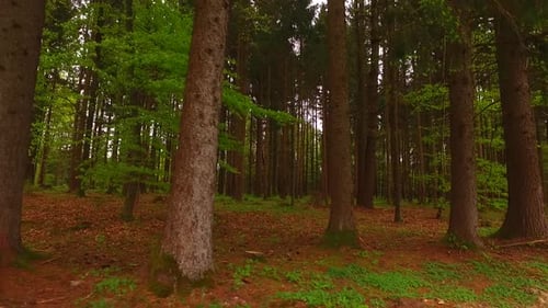 Walking in a Spruce Deep Forest