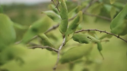 A close up pan shot of a tree branch and thorns which protect the tree from water loss and browsing