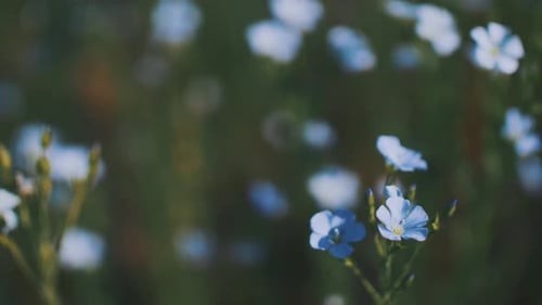 Blue Flax Flowers