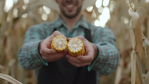 Farmer Holding Corn in the Cornfield