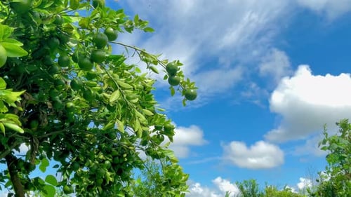 Lush Citrus Tree with Unripe Fruit and Blue Sky