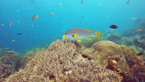 Coral reef, ocean and nature with fish by underwater, swimming and tropical ecology with sustainable