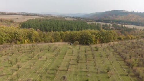 Drone shot over plum tree garden