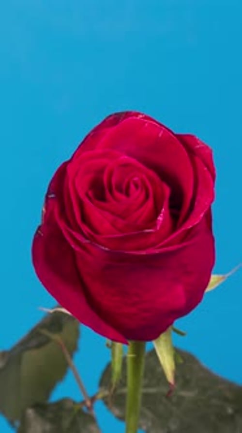 Red Rose Decaying Time-Lapse on Blue Background