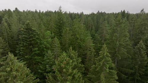 Aerial Flight Over Dense Forest Canopy in Cinematic Motion