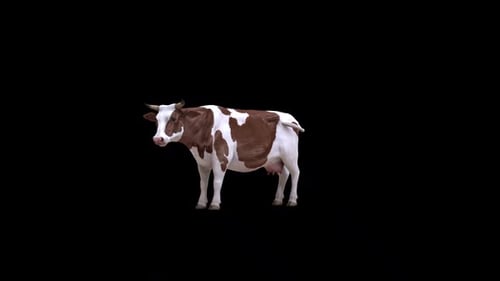Animated Realistic Cow Standing and Breathing with Wagging Tail