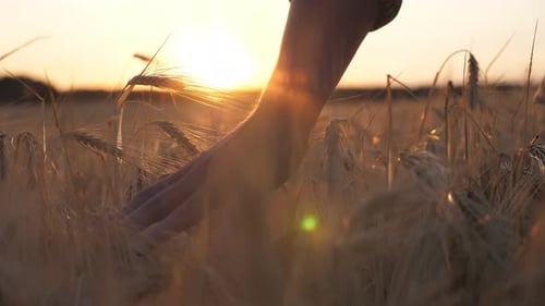 Close Up Male Arm of Agronomist Walks Through the Cereal Field and Touches with Hand Golden Ears of