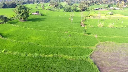 Aerial view flying over rice fields in Ubud, Bali, Indonesia, farming rice in the jungle