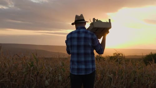 Young Farmer Going on the Field with a Full Wooden Box of Corn at Sunset