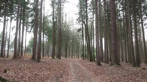 Walking in the forest among the trees. Fallen dry leaves on the ground. Silence and peace in nature