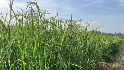 fresh rice plants