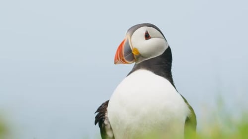 Close up shot of cute Puffin looking around, Lunga, Scotland. Slomo