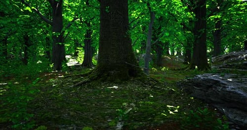 Lush Green Forest with Towering Trees and Rich Undergrowth in Daylight