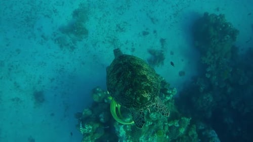 Top view of Sea Turtle swimming to sea bottom along coral reef