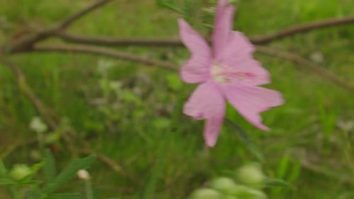 Beautiful close-up shot of the pink wildflower in the nature of summer.