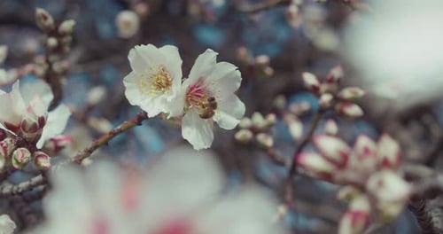 Bee Collects Pollen From Almond Flowers on Blooming Tree Against Blue Sky