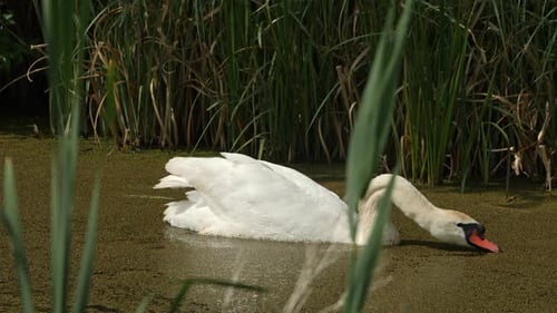 Mute Swan Cygnus Olor in Natural Habitat Bird Looking for Food on the Lake Shore