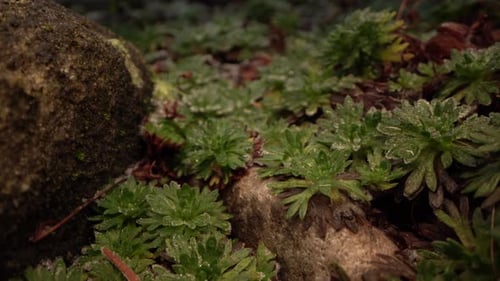 of moss and rock in garden. Close up