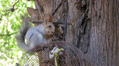 Adorable Squirrel Eating Snack in Woodland Setting