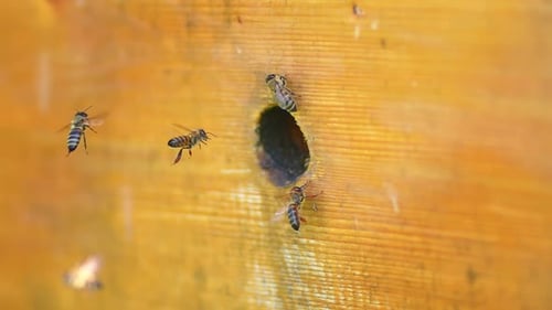 Honeybees Entering and Exiting Rustic Wooden Hive