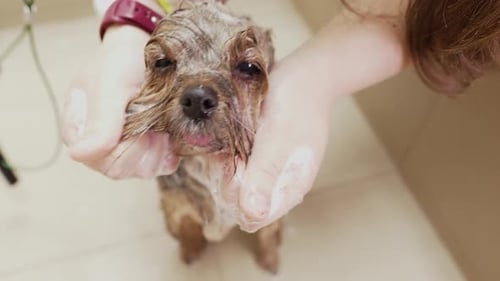 Dog Gets a Bath in Bright Home Bathroom