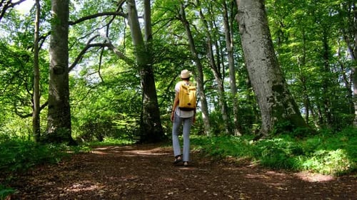 Woman Hiking Through a Lush Forest Enjoying the Natural Surroundings