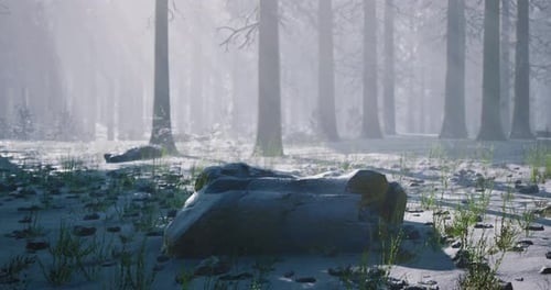 Serene Winter Landscape with Light Mist in a Snow Covered Forest