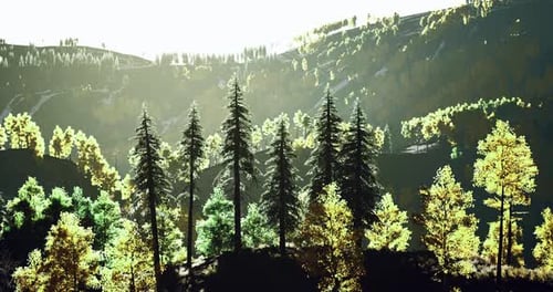 Paysage époustouflant présentant des arbres vibrants sous la lumière du soleil dans la nature