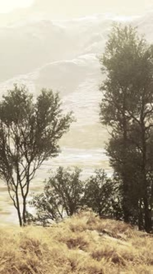 A Serene Landscape with Trees on a Hillside Covered in Lush Green Grass