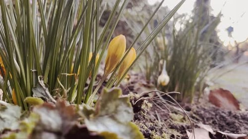 small yellow bud coming out of the ground in spring with another small plant behind