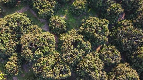 Luftbild des Sommers im Wald. Drohnenschuss über Mischwald, grüne Laubbäume auf dem Land