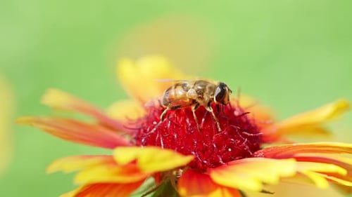 A Close-Up of a Bee Collecting Pollen From a Vibrant Flower