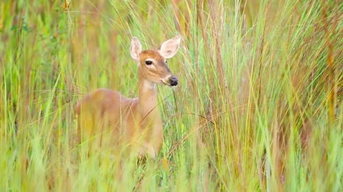 Deer in tall grassy field wildlife animal