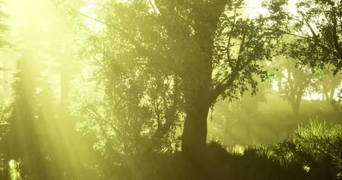 La lumière dorée filtre doucement à travers les arbres luxuriants dans une atmosphère paisible de forêt