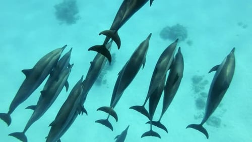 Group of dolphins swimmind above sand seabed, Top view, Slow motion