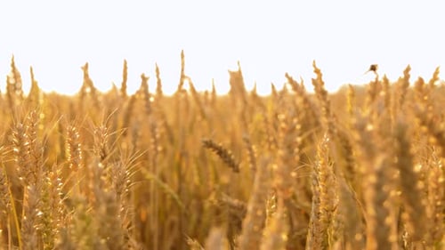 Nature, Summer, Harvest and Agriculture Concept - Cereal Field with Ripe Wheat