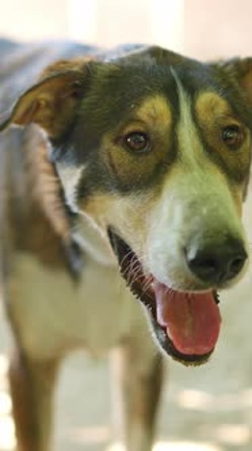Neugieriger Mischhund in Schwarz, Weiß und Braun schaut in die Kamera
